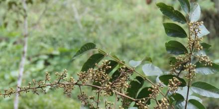 Investigadores describen una nueva especie de cedro en Ecuador