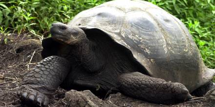 Científicos realizan censo de especies emblemáticas en las Islas Galápagos