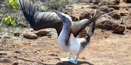 Protocolos por posible afectación de aves en Galápagos son activados