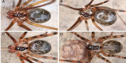 Nuevas especies de arañas gigantes fueron descubiertas en Pastaza