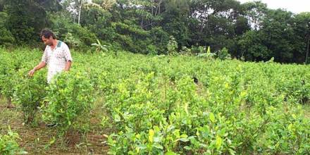 Familias del Putumayo firman acuerdo para sustituir 7.000 hectáreas de coca
