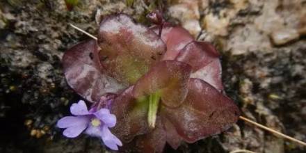 2 nuevas especies de plantas insectívoras fueron descritas en Zamora y Loja