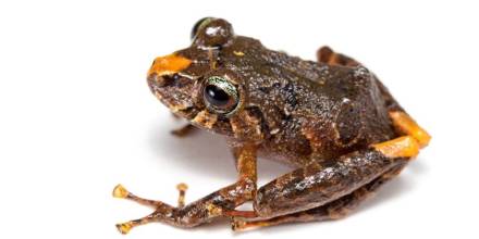 6 nuevas especies de ranas fueron descubiertas en los Llanganates y Sangay