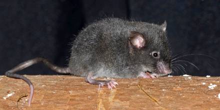 Dos especies de ratón fueron bautizadas con nombres de Carapaz y Dajomes
