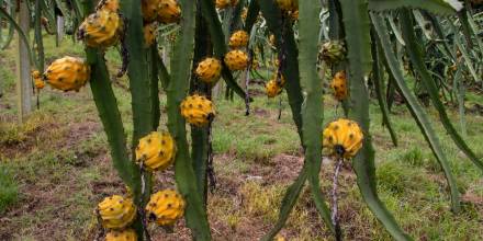 Precio de la pitahaya de Ecuador en emergencia por el coronavirus