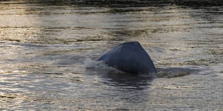 "La declaración para conservar delfines de río es un punto de inflexión"