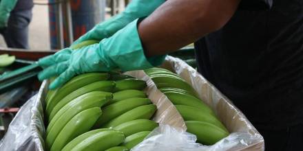 Rusia: 60 kilos de cocaína fueron incautados en barco con plátanos procedente de Ecuador