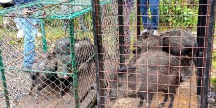 Zamora: 14 saínos fueron liberados en Podocarpus