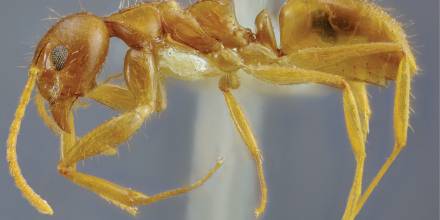 Estudio halla hormigas en Ecuador solo descritas en Colombia y Centroamérica / Foto: cortesía Revista Brasileira de Entomología
