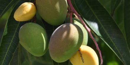 Ecuador exportará mangos a Corea del Sur 