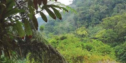 Esta zona protegida alberga especies en peligro de extinción, como el jaguar, el tigrillo y el mono aullador/ Foto: cortesía Sistema Nacional de Áreas Protegidas
