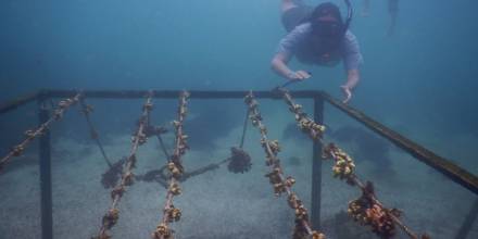 4.600 corales fueron trasplantados en Galápagos para restaurar arrecifes
