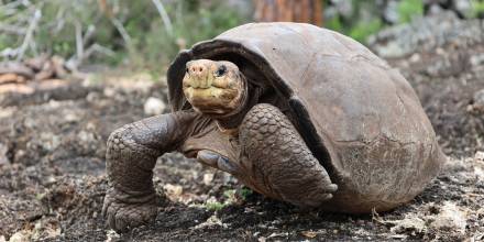 Expedición científica buscará parientes de Fernanda, la tortuga de Galápagos que se creía extinta