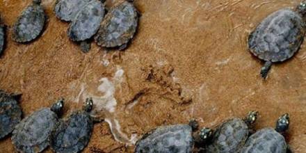 Liberan 3.000 tortugas en reserva de fauna en Amazonía de Ecuador