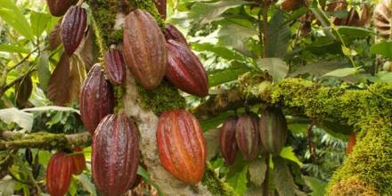 Mujeres del Cuyabeno se dedican a producir y comercializar cacao