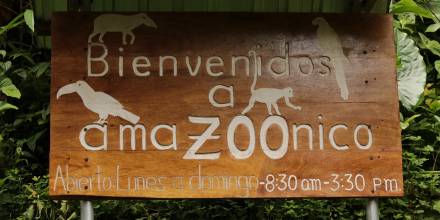 AmaZoonico, un centro de rescate animal en el corazón de la selva ecuatoriana / Foto: El Oriente