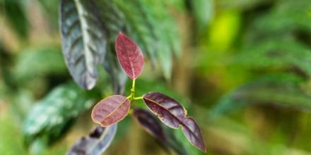 La Amazonía ecuatoriana es una farmacia de plantas medicinales