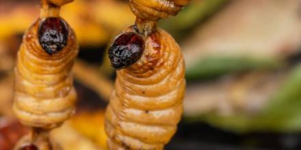 Los chontacuros o mayones, un tesoro culinario de Ecuador