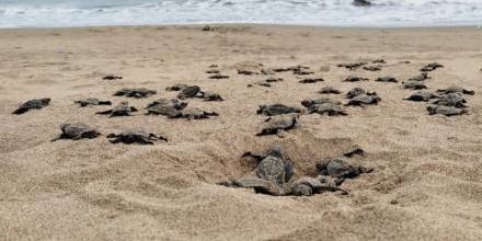 Más de 42 mil tortugas marinas han nacido en Esmeraldas desde el 2019