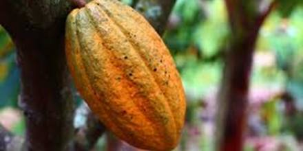 El precio del cacao cayó 19 %