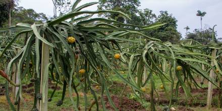 Plantaciones de pitahaya están causando deforestación en la región amazónica 