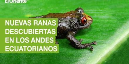 6 nuevas especies de ranas han sido descubiertas en los Andes de Ecuador