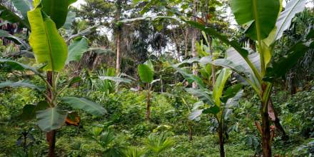 En la ceremonia se pusieron en valor las chakras indígenas de los Andes y de la provincia de Napo de la Amazonía de Ecuador/ Foto: cortesía FAO