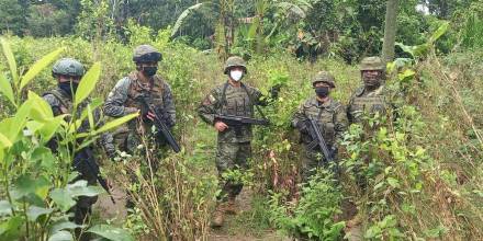 Fuerzas Armadas localizaron 20 mil plantas de coca en Sucumbíos