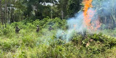 El Ejército destruyó 10.000 plantas de coca en Sucumbíos