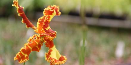 El Pangui, ‘Orquídea de la Amazonía’ / Foto: El Oriente