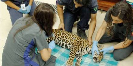 Jaguar fue atacada con perdigones en Shushufindi