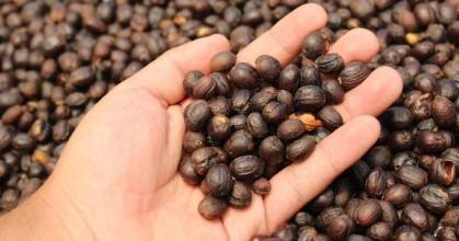 Mesa técnica busca fortalecer el sector cafetalero