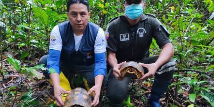57 tortugas fueron liberadas en el Parque Nacional Yasuní / Foto: cortesía Ministerio de Ambiente