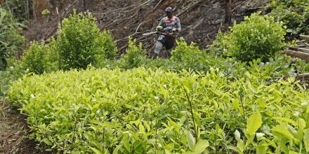 Los cultivos de coca en Colombia volvieron a romper récord con 230.000 hectáreas en 2022