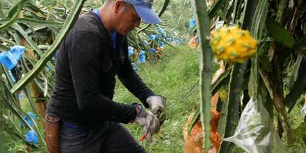 Productores de pitahaya de Palora esperan apertura de mercado chino