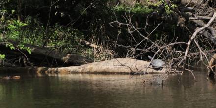 Poblaciones de tortugas de río aumentan en Cuyabeno
