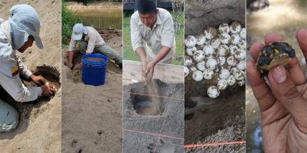 742 huevos de tortuga charapa fueron recolectados en el Yasuní