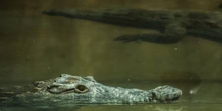 El Zoológico de Quito acoge a 2 cocodrilos de la Costa