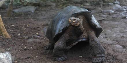 Especie de tortuga gigante fue descubierta en Galápagos / Foto: cortesía ministerio de Ambiente