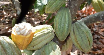 Orellana: Productores recibieron insumos agrícolas