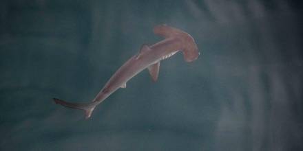 Una "guardería" de tiburones martillo liso fue hallada en Galápagos
