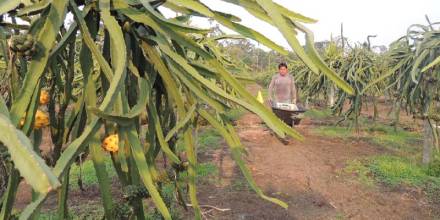 Brasil, Perú y China, en planes de exportadores de pitahaya de Ecuador
