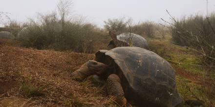 La expedición científica está formada por guardaparques y científicos de la Dirección del Parque Nacional Galápagos y del proyecto Galapagos Conservancy. Foto: EFE
