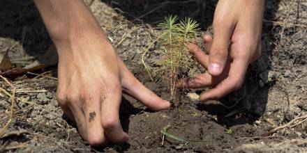 4 provincias amazónicas plantarán 100 mil árboles