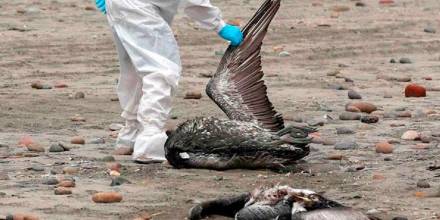 Ecuador activa protocolo de vigilancia de gripe aviar en el recinto El Morro