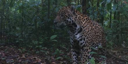 Imágenes inéditas de la fauna en la Reserva Cuyabeno: grupo de Kichwas amazónicos está ayudando a proteger el jaguar usando cámaras trampa.