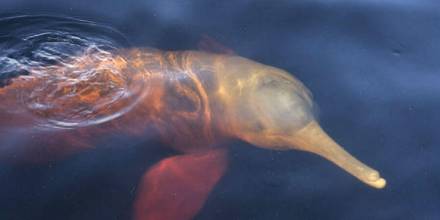El delfín rosado, de la Amazonía ecuatoriana, se encuentra en estado crítico