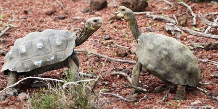 191 tortugas gigantes fueron liberadas en isla Santa Fe