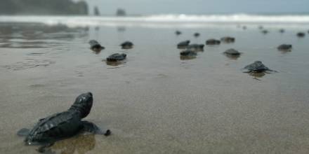 Más de cuatro mil tortugas marinas nacieron en Manabí / Foto: EFE