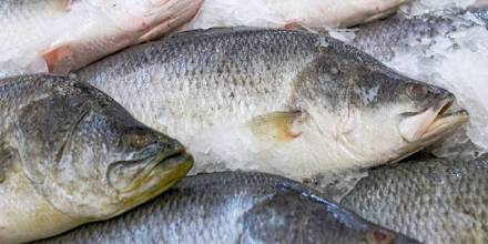 Peces de la Amazonía están contaminados con metales pesados